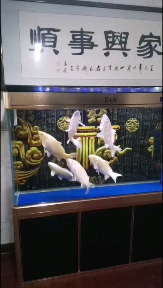 干飯啦 觀賞魚論壇