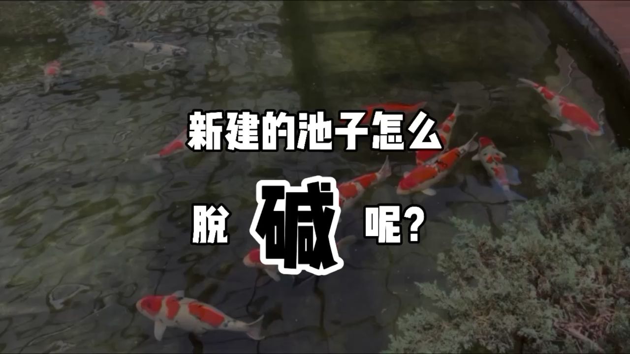 新池如何脫堿 觀賞魚論壇 第1張