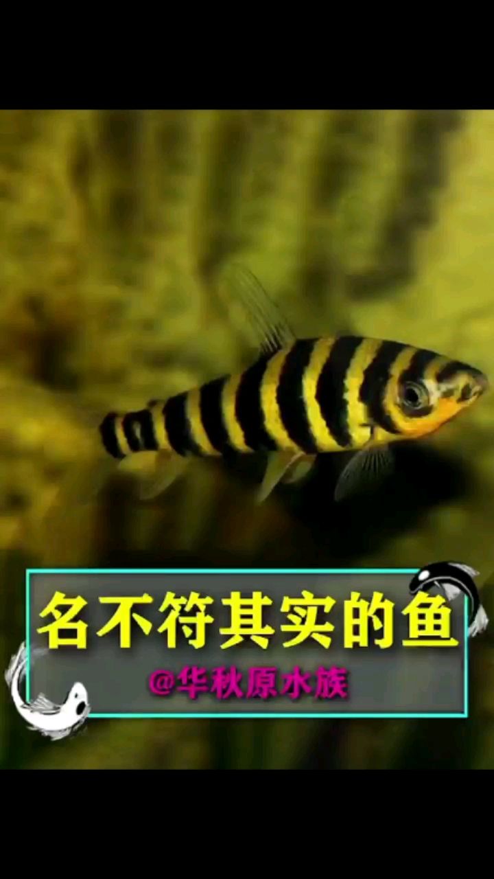 名不副其實(shí)的魚 觀賞魚論壇