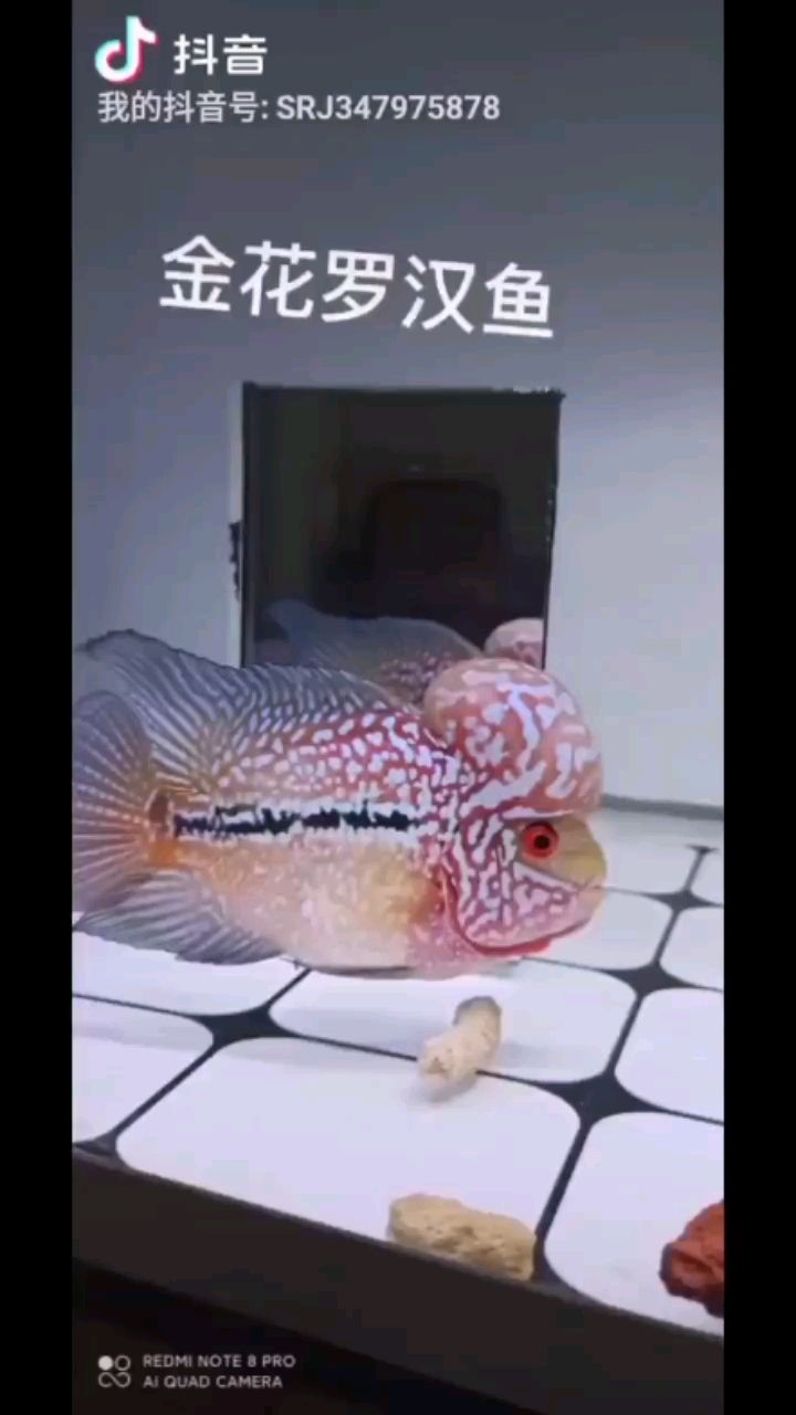 第三條金花羅漢魚(yú)到家時(shí) 觀賞魚(yú)論壇