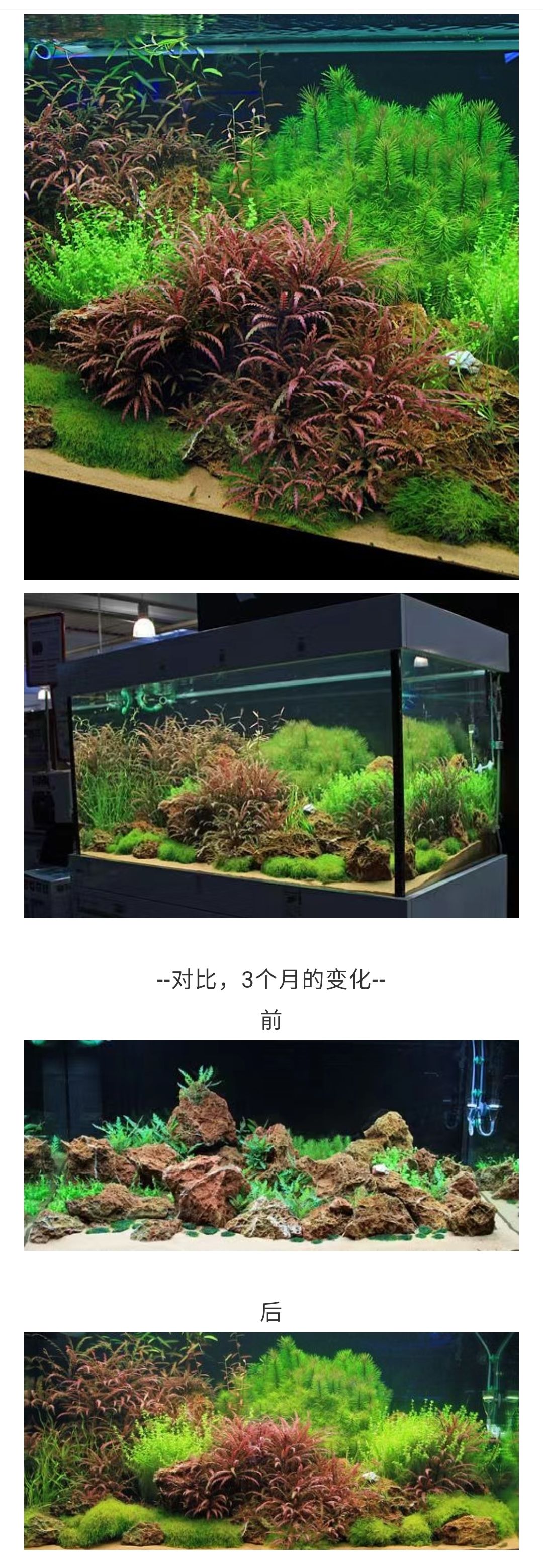 原來羽裂水蓑衣造景這么美?。?！ 觀賞魚論壇 第2張