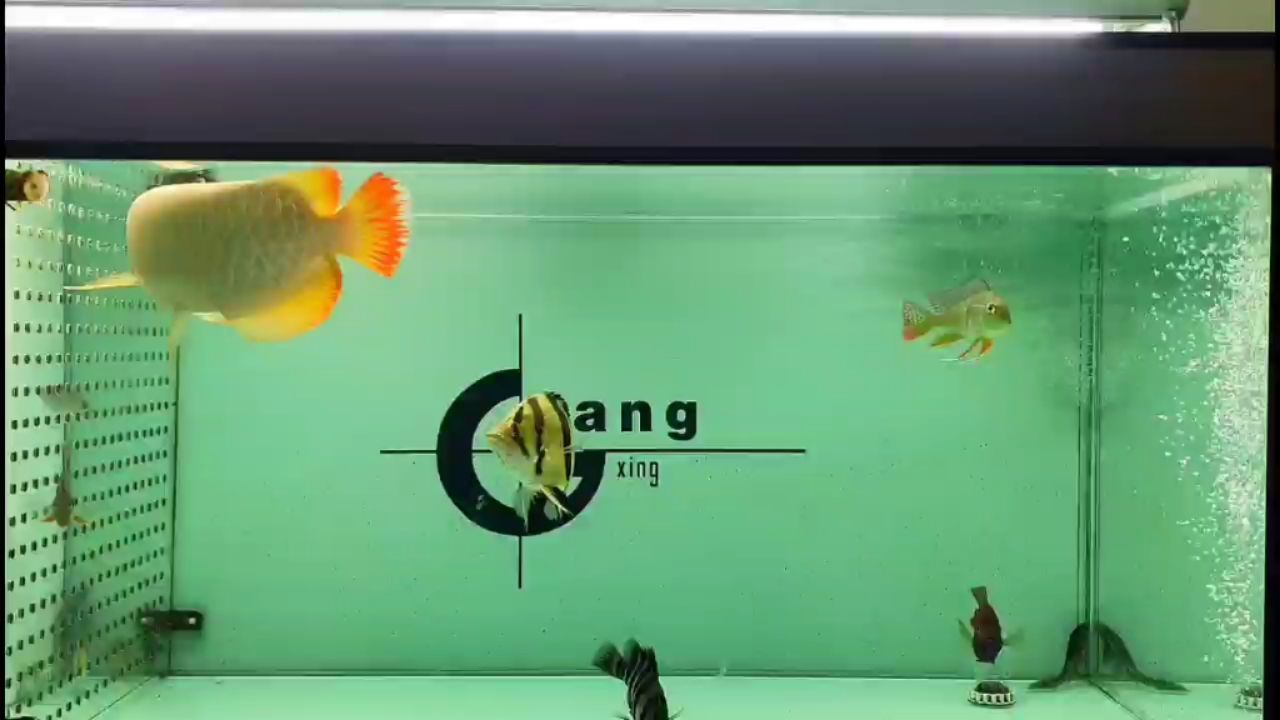 大型白色觀賞魚品種圖片及名稱介紹（大型白色觀賞魚品種圖片及名稱介紹大全） 孵化器