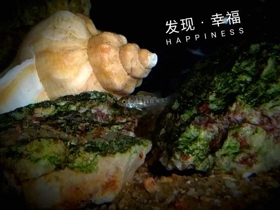 盛夏系列 觀賞魚論壇 第2張