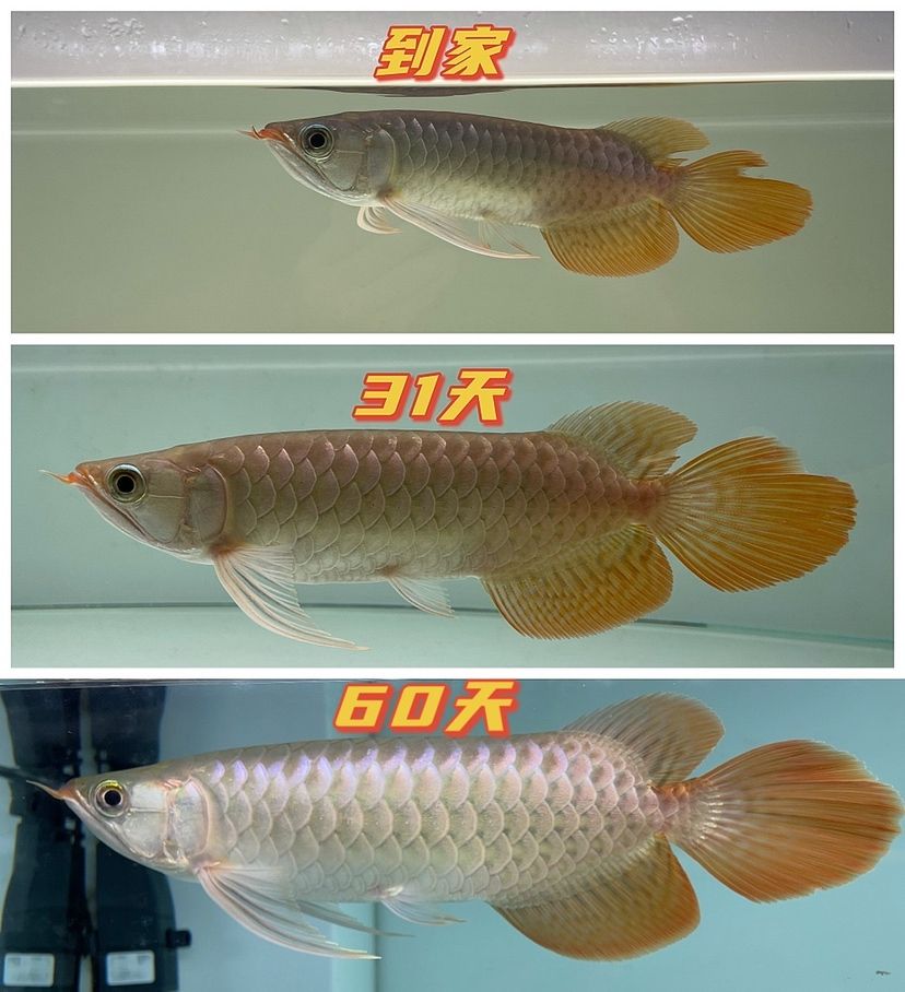 LC限量級小魚60天記錄 觀賞魚論壇 第1張