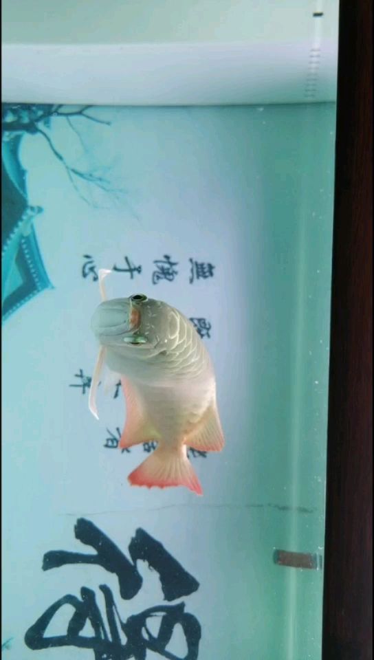 白缸養(yǎng)魚(yú)快1年了。 觀賞魚(yú)論壇