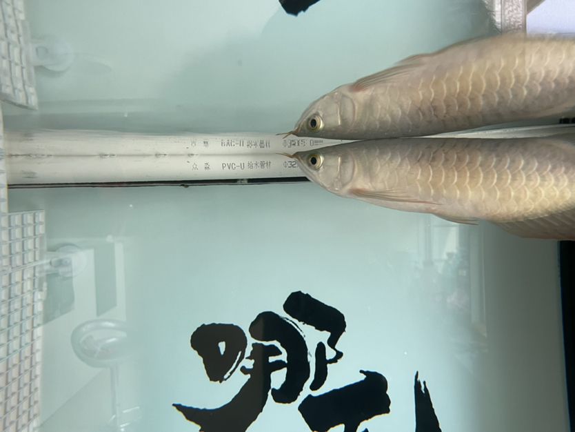 觀賞魚種類及價格大全（ 觀賞魚種類及圖片和名稱） 月光鴨嘴魚