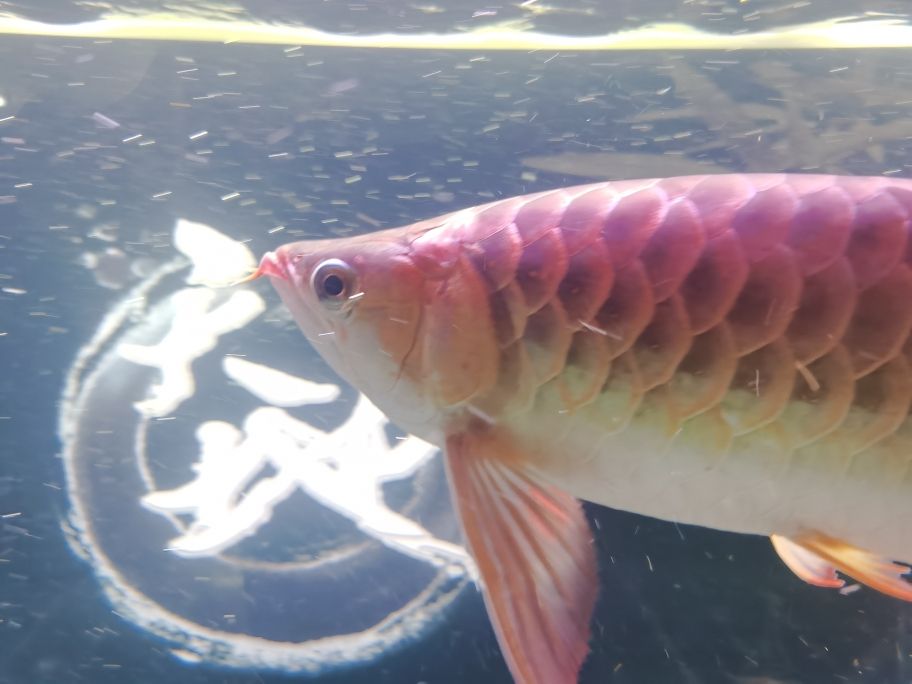 龍魚(yú)塞蓋上有那片，是溶鱗嗎？ 觀賞魚(yú)論壇 第1張