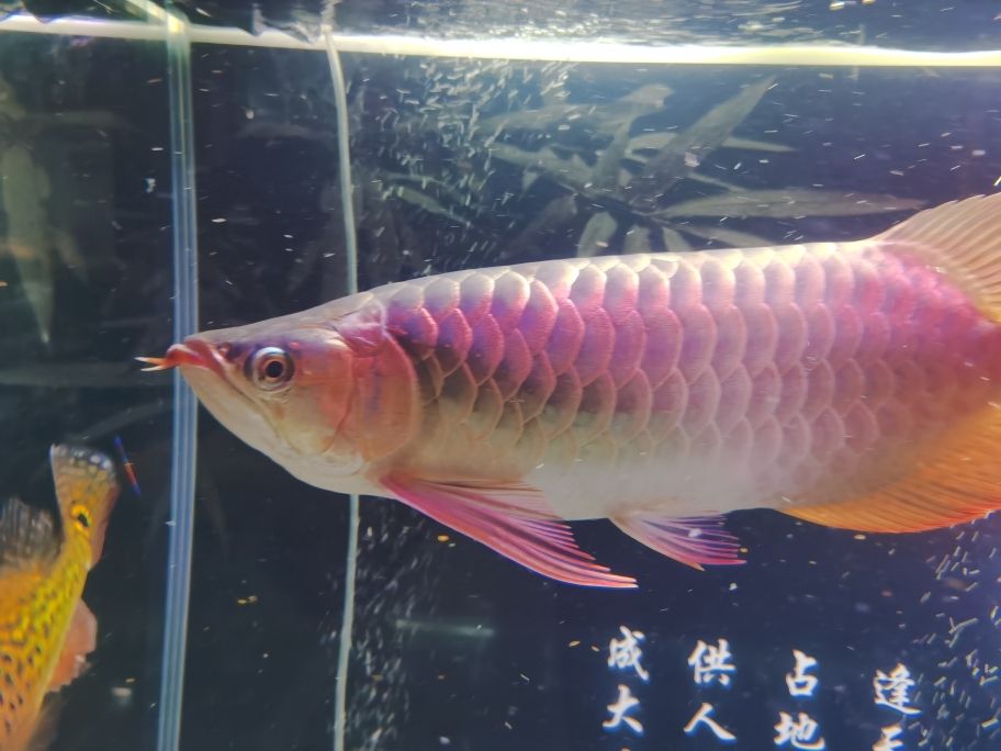 龍魚(yú)塞蓋上有那片，是溶鱗嗎？ 觀賞魚(yú)論壇 第2張