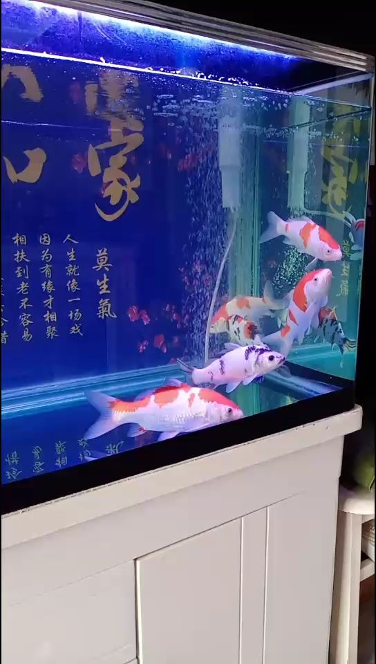 快樂小炮 觀賞魚論壇 第1張