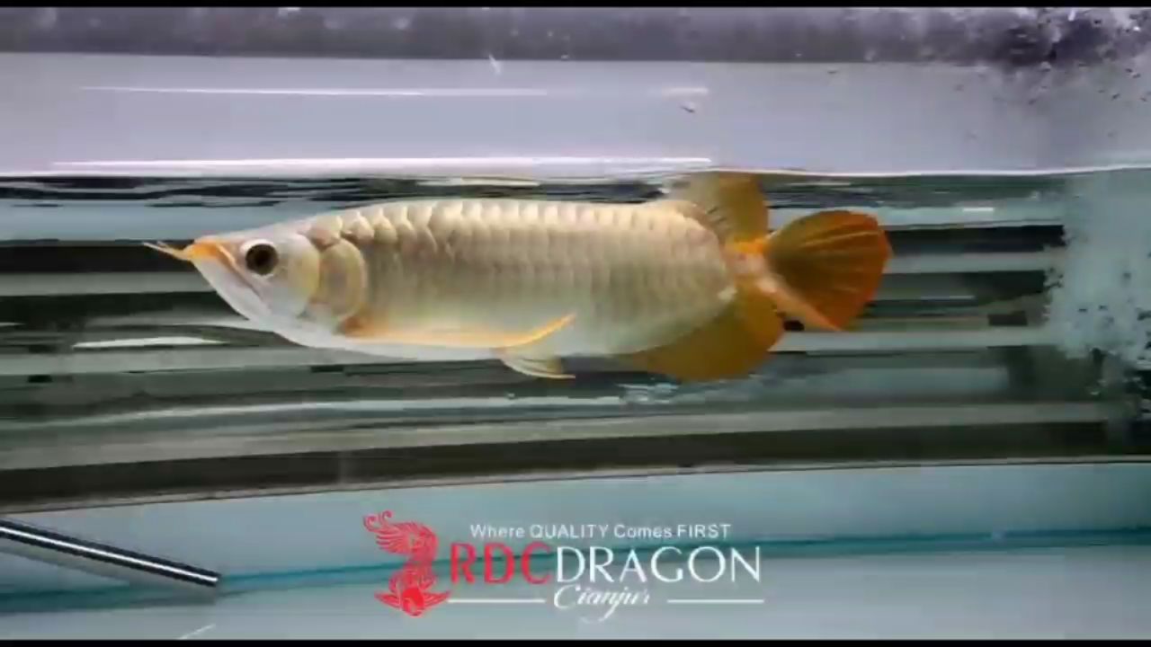 RDC紅魔賽級(jí)限量版彎刀胸鰭大屁股 觀賞魚(yú)論壇