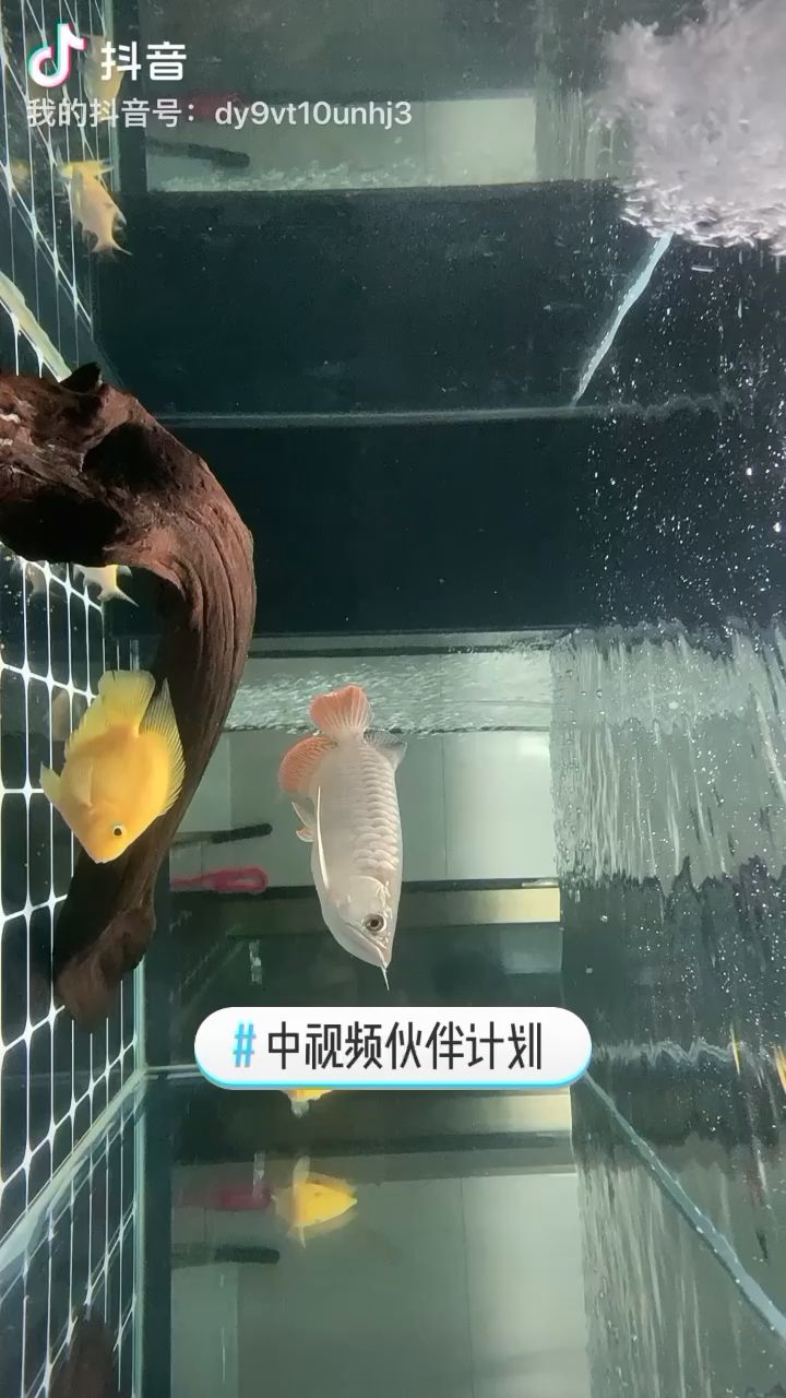 快一個月了 觀賞魚論壇