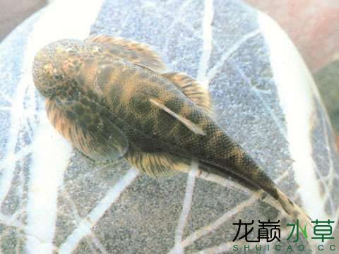 好看但不好養(yǎng)的原生魚“四川華吸鰍” 觀賞魚論壇