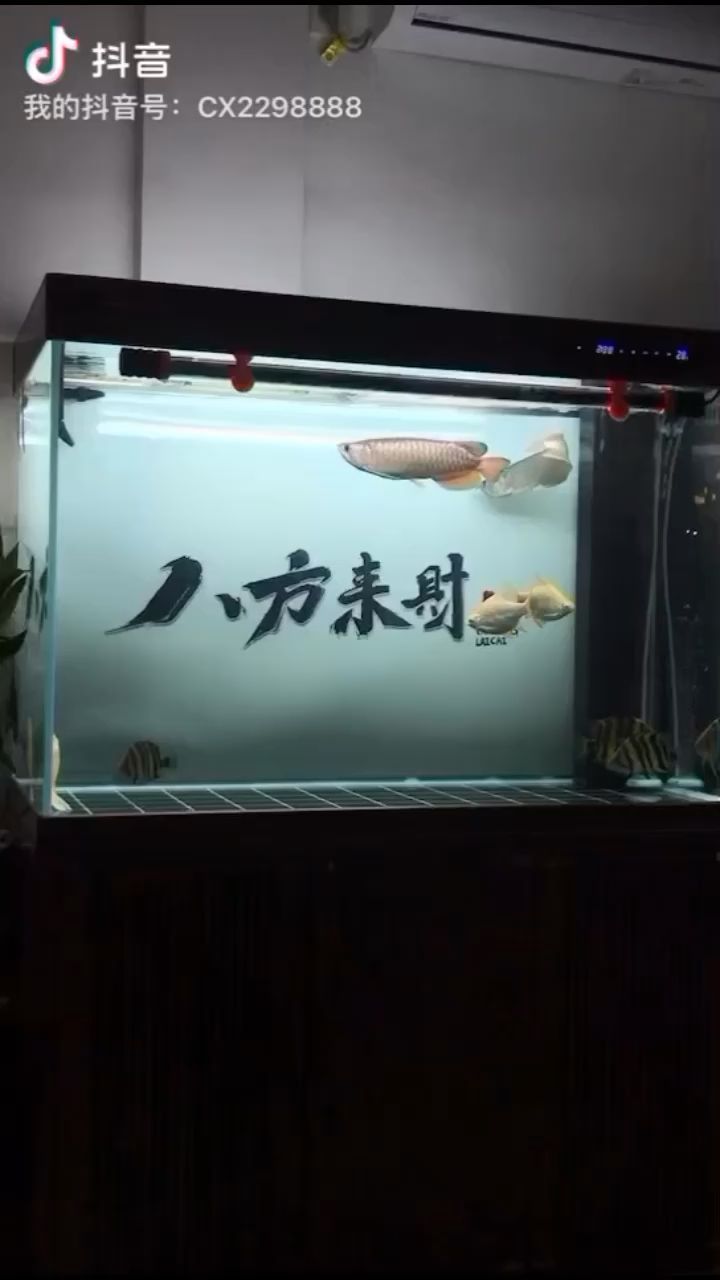 打卡[aini] 觀賞魚(yú)論壇