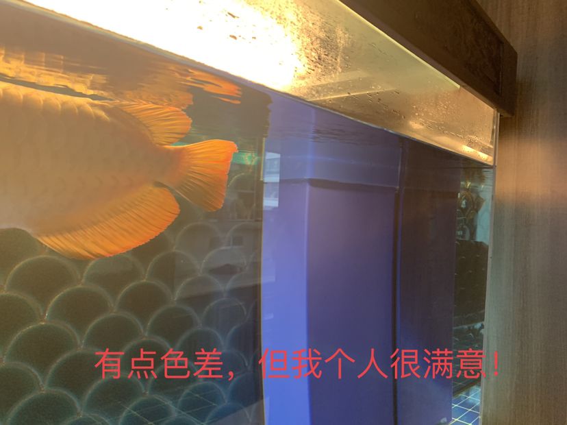 自己動手改非專業(yè)龍缸之六下篇：降水位 觀賞魚論壇 第4張