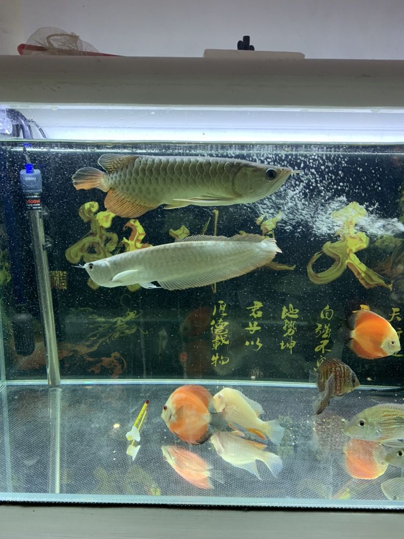 魚缸抽水器不抽水怎么辦（魚缸抽水器不抽水怎么辦視頻教程） 其他品牌魚缸