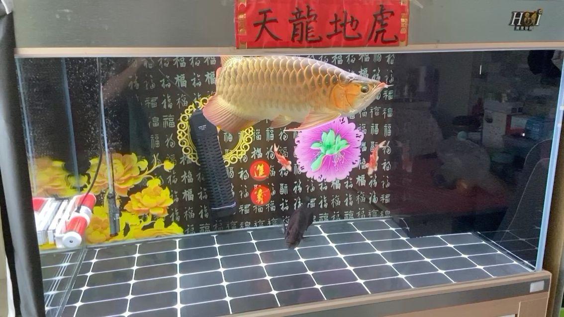 喂食量不宜過高，偶爾隔天喂魚也不錯(cuò) 觀賞魚論壇 第1張