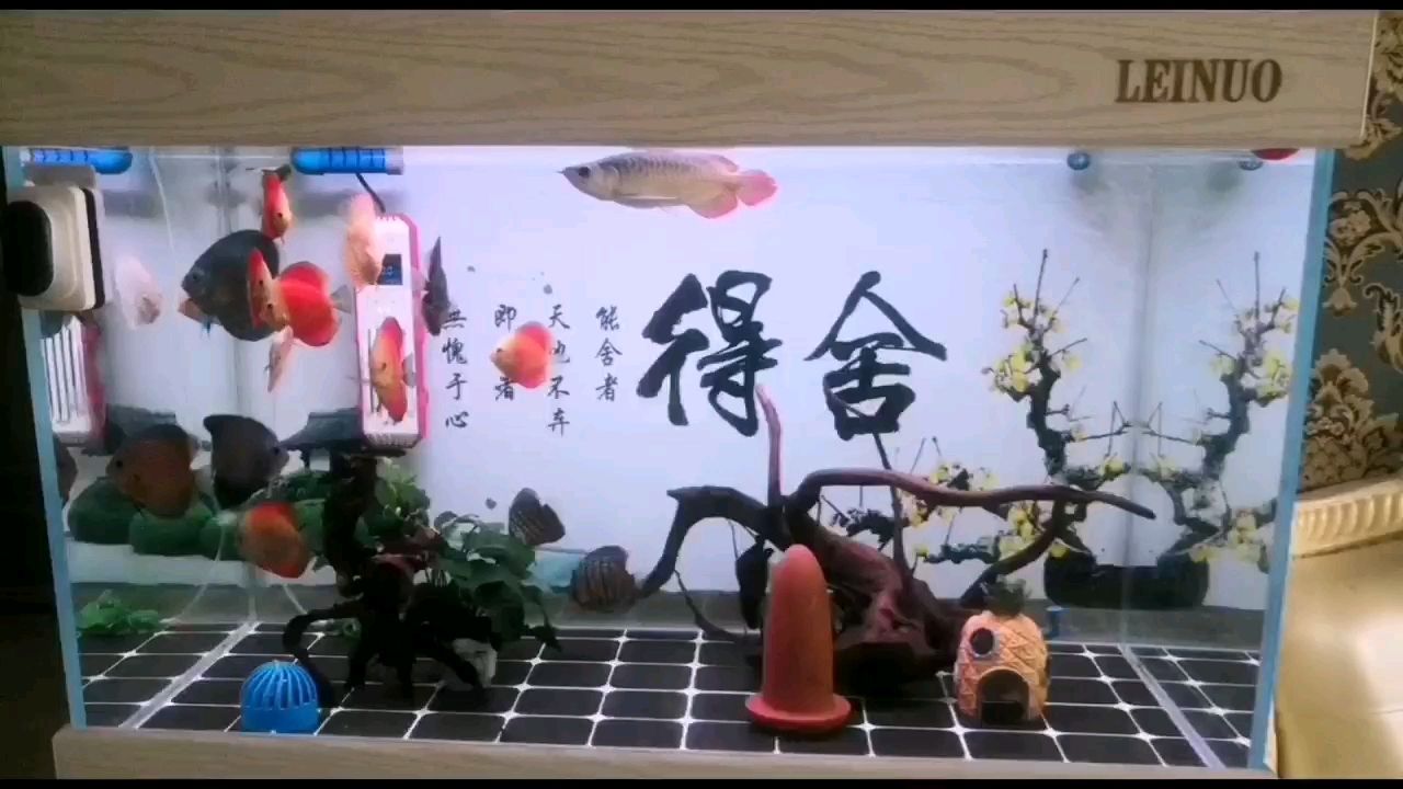 金龍魚金頭能長出來嗎：金頭金龍魚多大發(fā)色