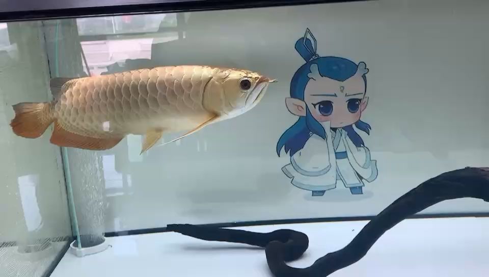 欽州市欽南區(qū)州海觀賞魚銷售店 全國水族館企業(yè)名錄