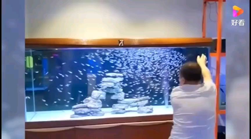 臺灣魚缸批發(fā)市場 水族問答 第1張