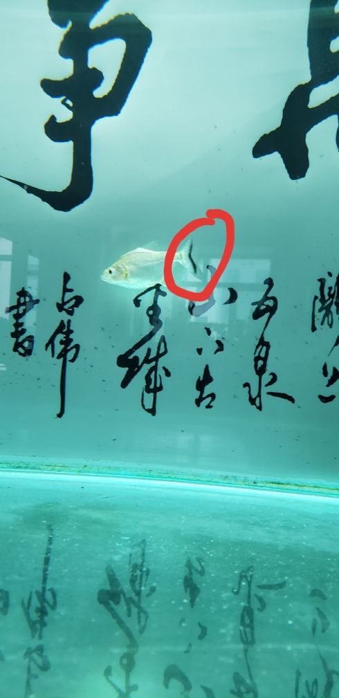 請(qǐng)大佬幫忙講解一下 觀賞魚(yú)論壇 第1張