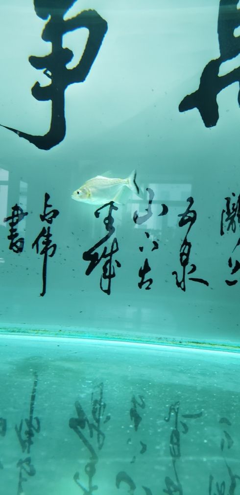 請(qǐng)大佬幫忙講解一下 觀賞魚(yú)論壇 第3張