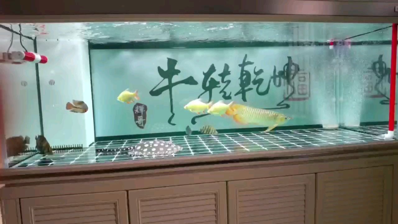 綿陽(yáng)魚(yú)缸廠家直銷店在哪里有（綿陽(yáng)魚(yú)缸定做） 觀賞魚(yú)