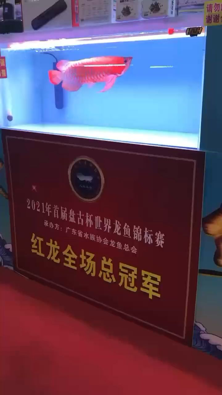 魚缸石頭造景教程（魚缸造景石頭怎么擺好看） 廣州觀賞魚批發(fā)市場