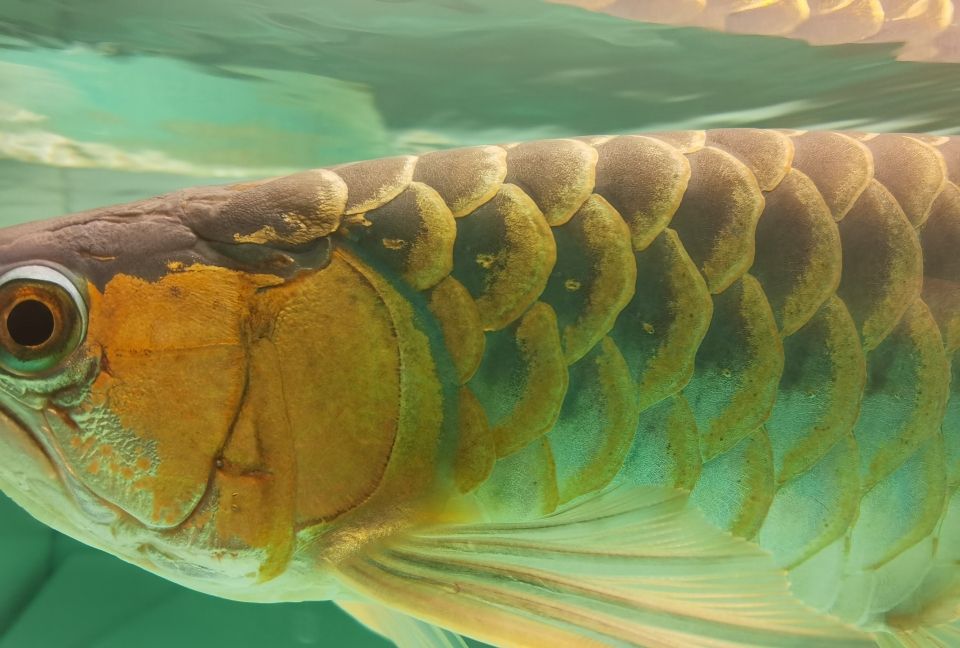 魚飼料多少錢一噸：魚飼料批發(fā)多少錢一噸 養(yǎng)魚知識