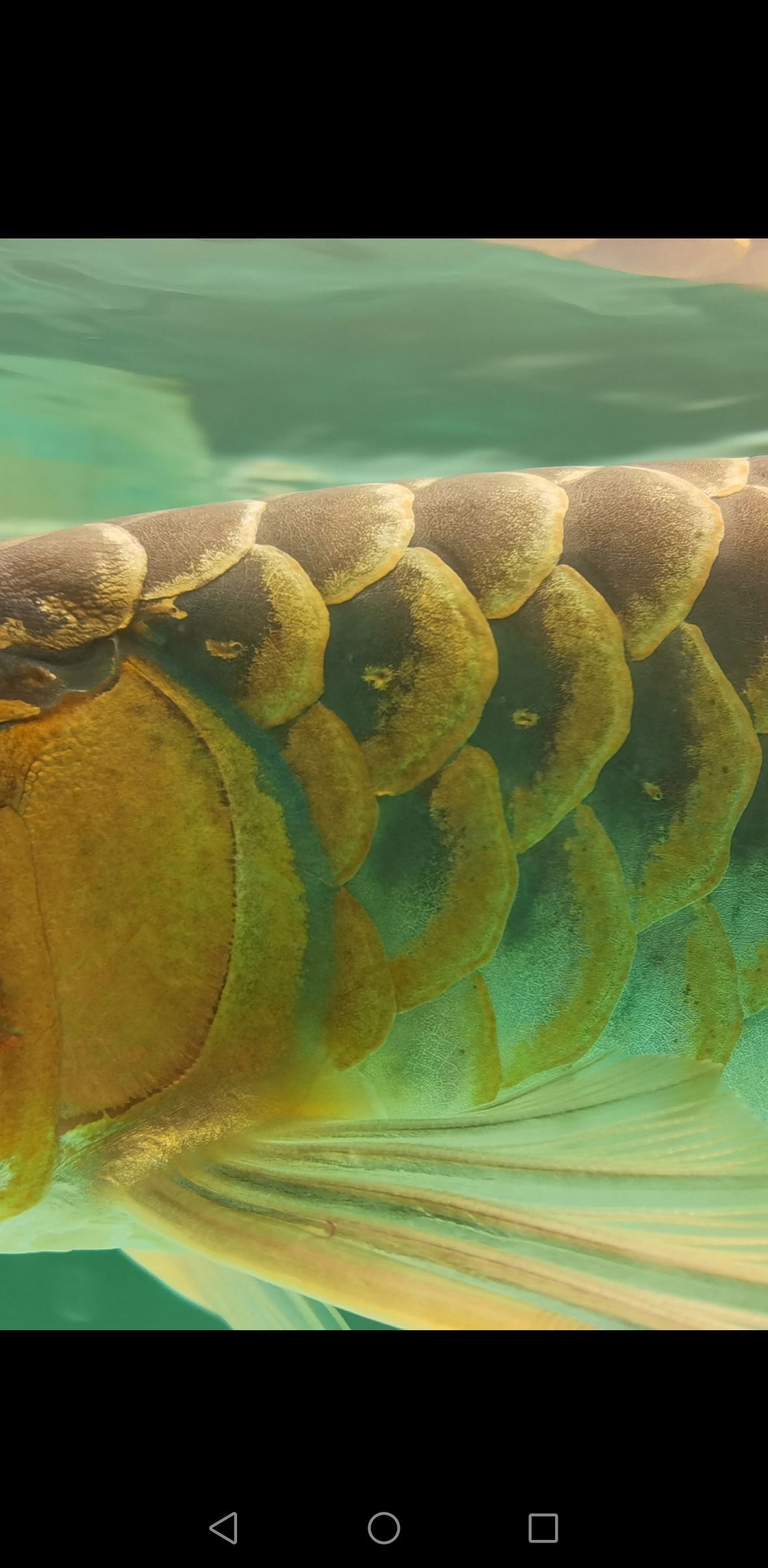 小型魚缸組裝（小魚缸安裝說明） 噴點菠蘿魚