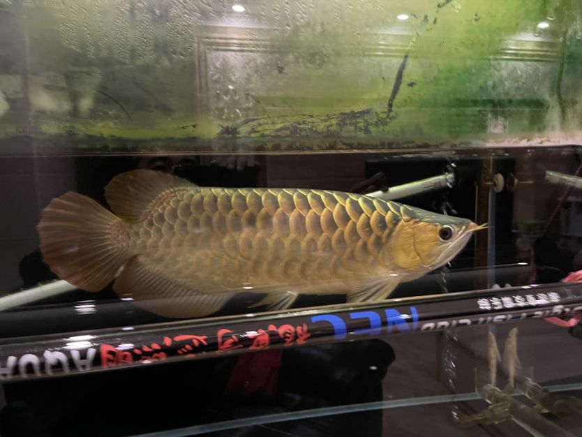 黃金貓是什么魚種的魚（ 黃金貓魚叫什么魚） 觀賞魚論壇