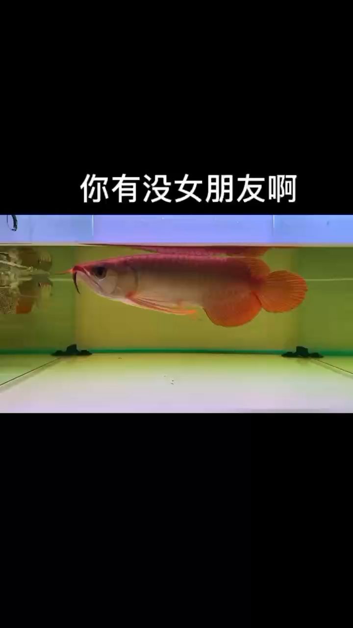 養(yǎng)魚就好像女朋友一樣 觀賞魚論壇