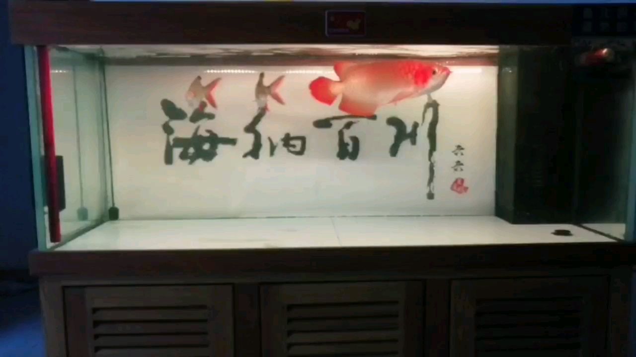 養(yǎng)魚人早上好 觀賞魚論壇 第1張