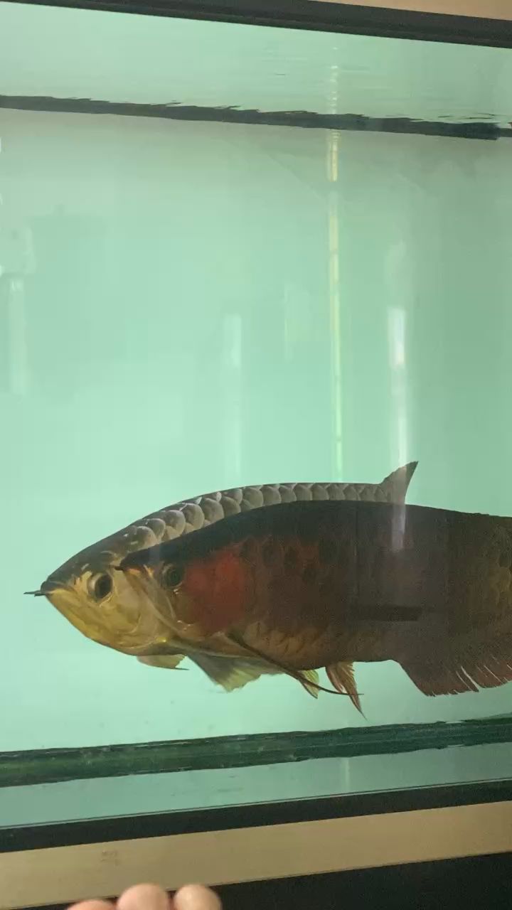 魚(yú)缸里的魚(yú)多久換一次水合適（魚(yú)缸一般多久換次水） 七彩神仙魚(yú)