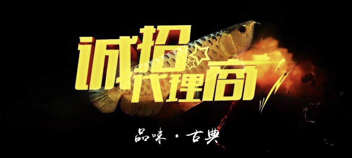 【誠招三巴旺古典龍魚區(qū)域代理商】 觀賞魚論壇