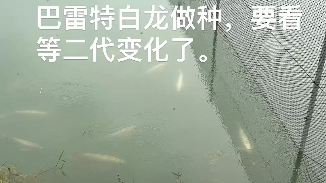 傳說中的白龍， 觀賞魚論壇