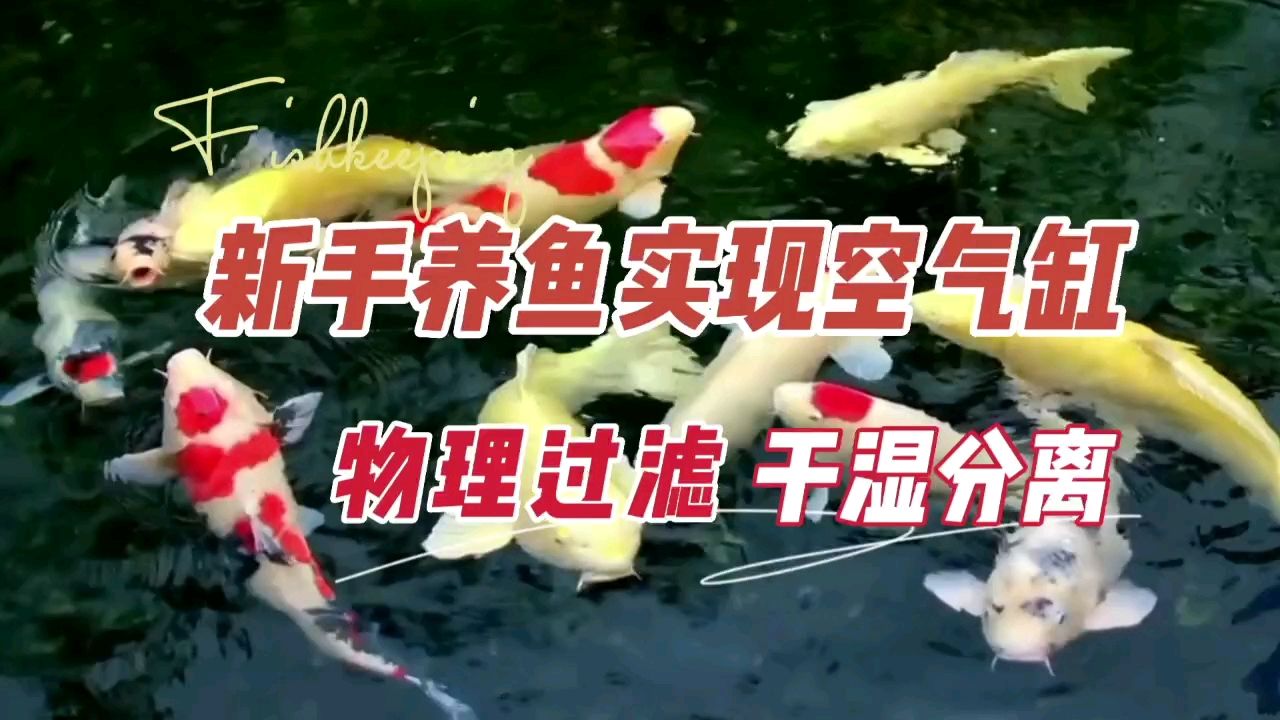 養(yǎng)魚新手空氣缸，物理過濾和干濕分離 觀賞魚論壇