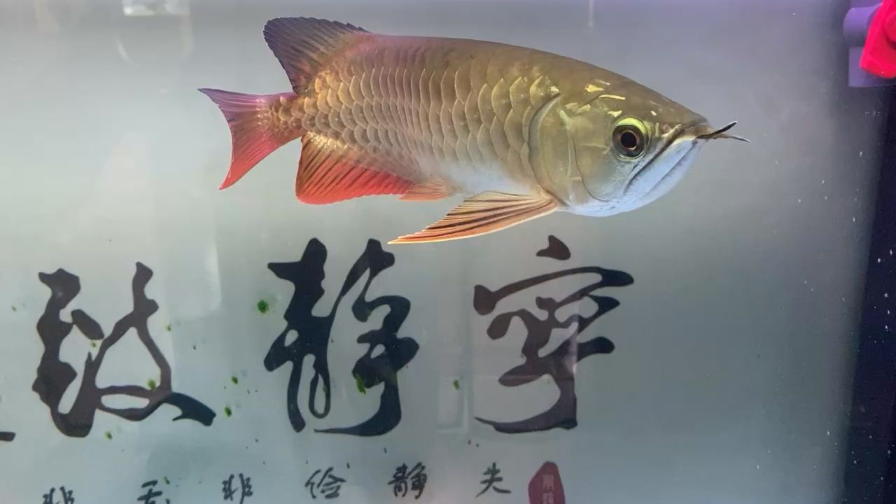 右側(cè)的珠鱗一點(diǎn)氣色都沒有 觀賞魚論壇