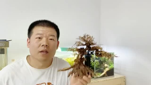 莫斯樹造景，這次一看就能學(xué)會，魚缸馬上凸顯高級感 觀賞魚論壇