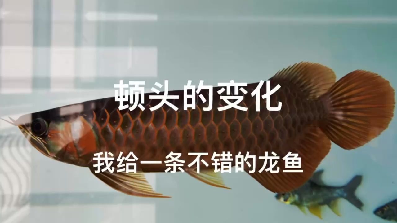 給一條頓頭龍魚你 觀賞魚論壇