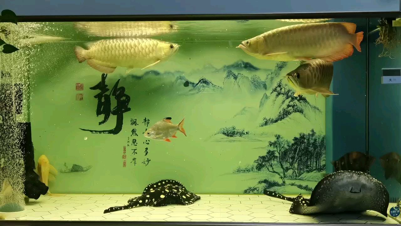 可以 觀賞魚論壇 第1張