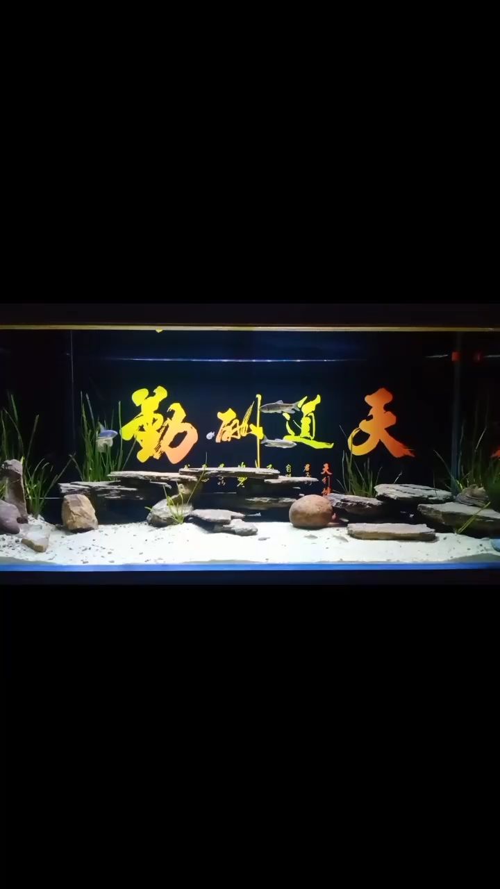 農(nóng)村池塘養(yǎng)魚技術(shù)（農(nóng)村魚塘養(yǎng)殖技術(shù)） 泰龐海蓮魚