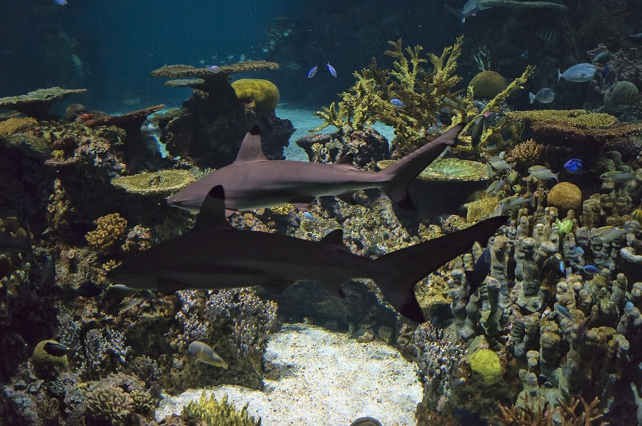 水族館有賣魚缸嗎圖片大全高清（ 水族館有賣魚缸嗎圖片大全高清視頻）