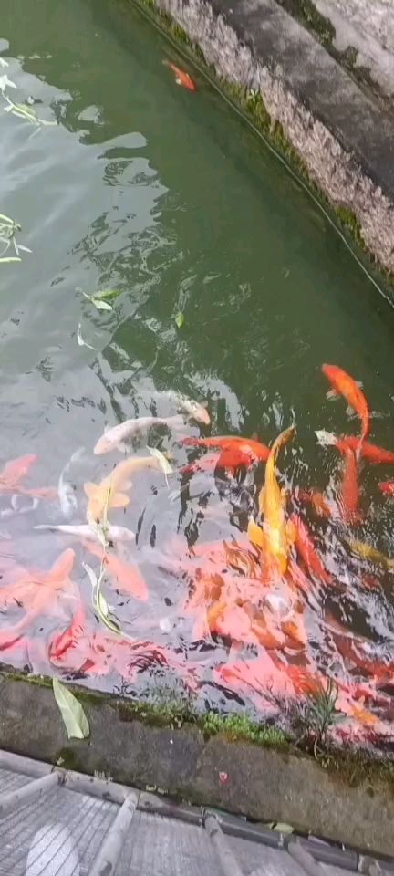 池養(yǎng)錦鯉入手級 觀賞魚論壇