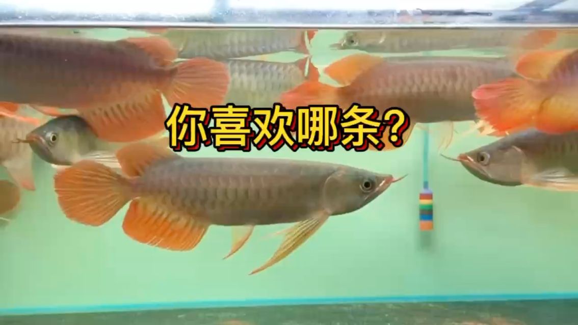 你喜歡哪條？ 觀賞魚(yú)論壇