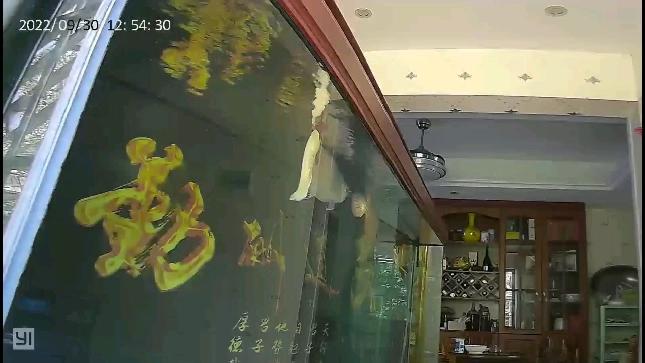 國慶將至 觀賞魚論壇