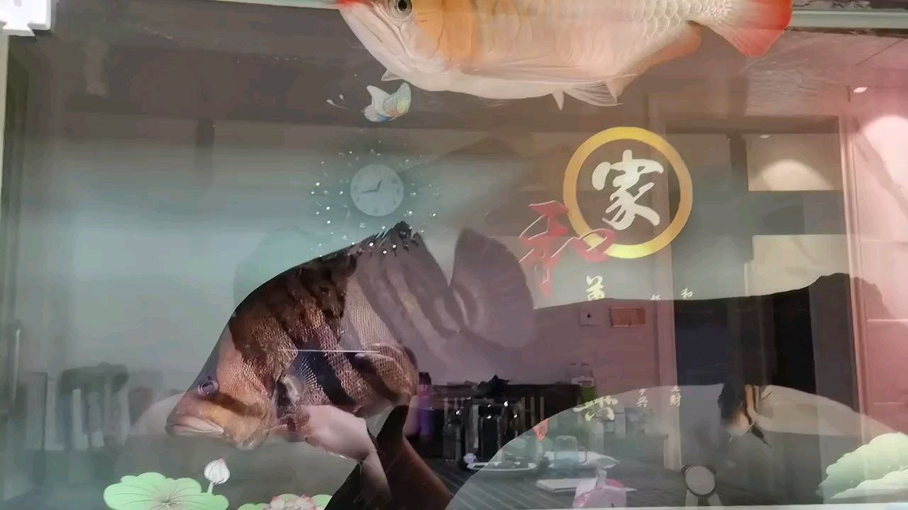 十一在家擼魚 觀賞魚論壇