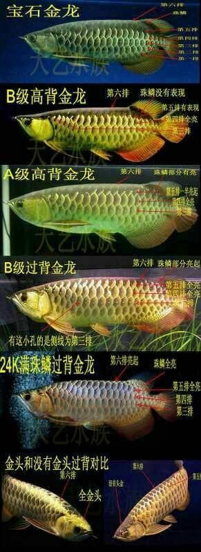 了解 觀賞魚論壇