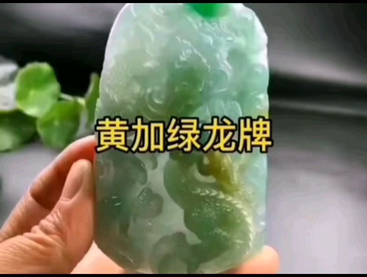 翡翠龍牌 觀賞魚論壇