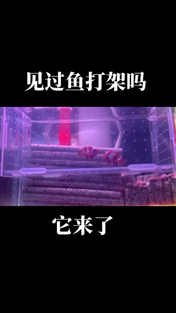 海水小丑魚 觀賞魚論壇