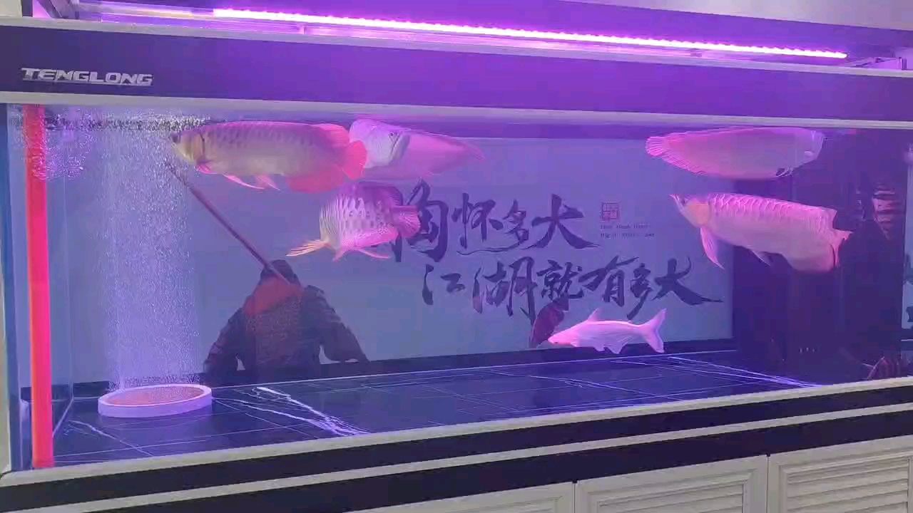 混養(yǎng)大神們指點指點 觀賞魚論壇